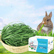 Dried Timothy Hay Snacks for Rabbits and Guinea Pigs